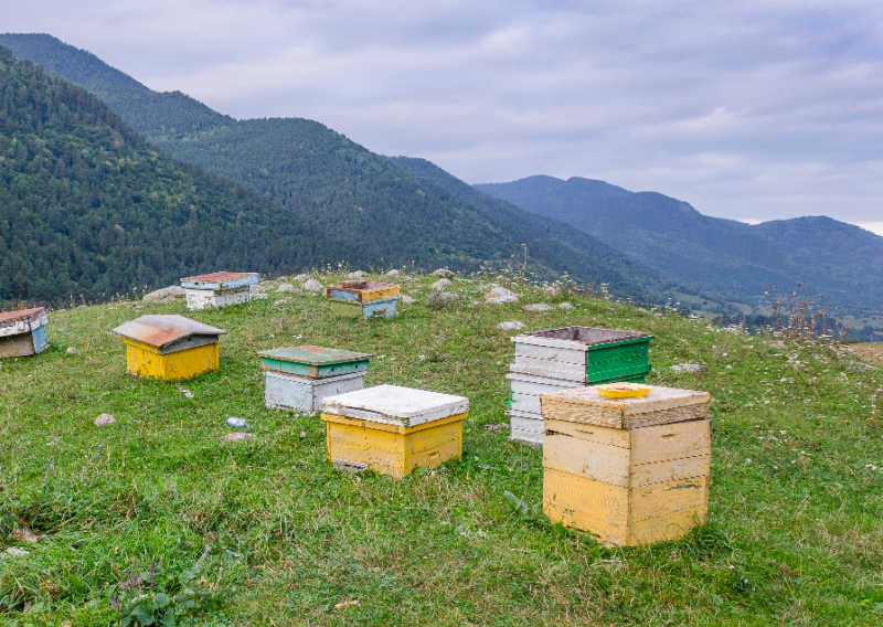 Numerous beehives on the top of a hill looking into the gully