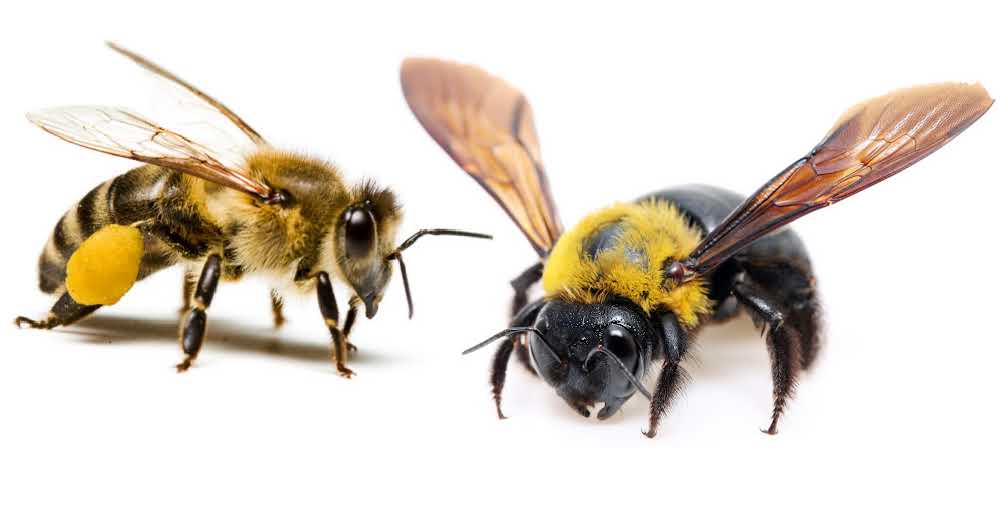 A honey bee and carpenter bee on a white background