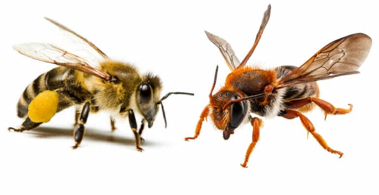 Honey Bee Vs. Mason Bee – Comparison Guide