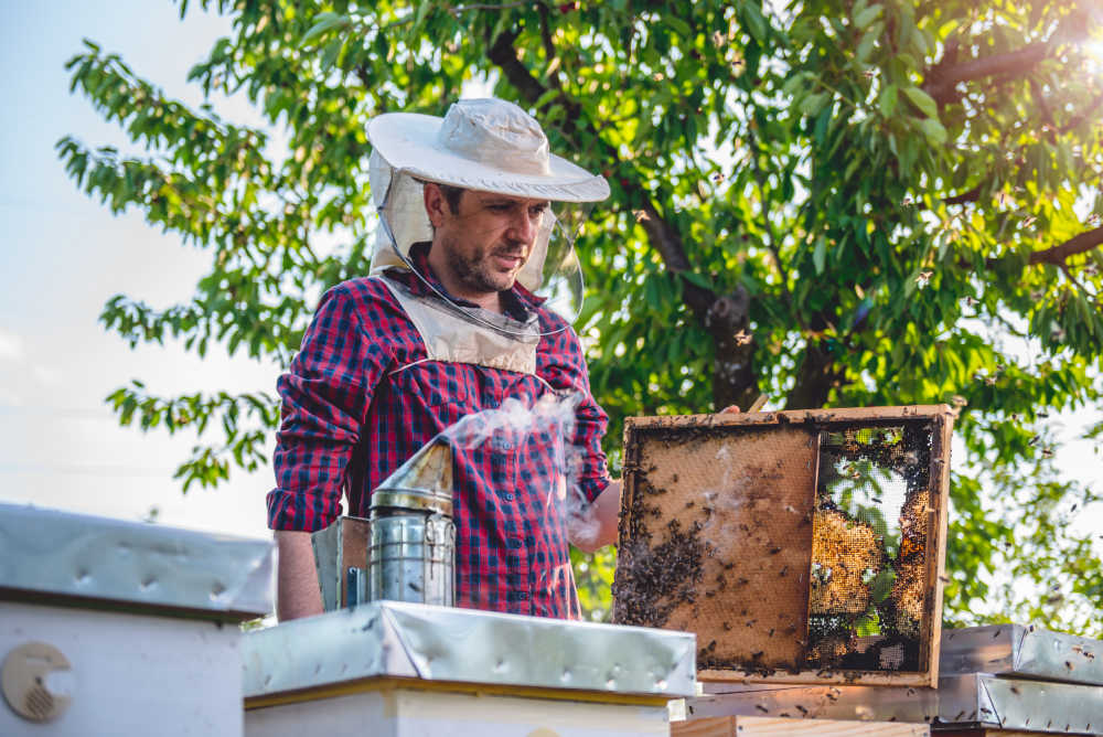 A beekeeper checking brood for disease