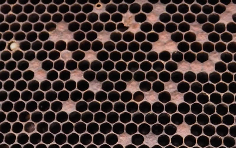 A top down image of brood that is spotted.