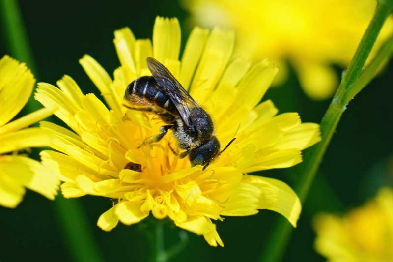 Closeup of a mason bee on a yellow flower