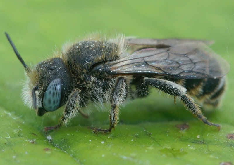 Closeup of a spined mason bee