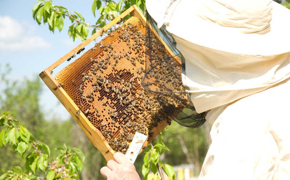 A beekeeper inspecting brood for disease