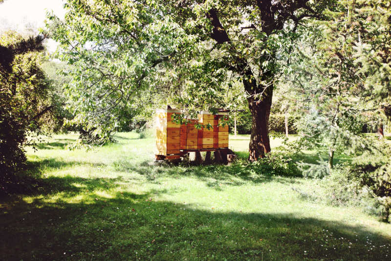 Beehives in the sunshine surrounded by trees
