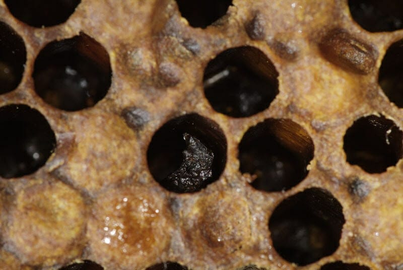 A closeup image showing sunken cappings and also dead brood transformed into scale.