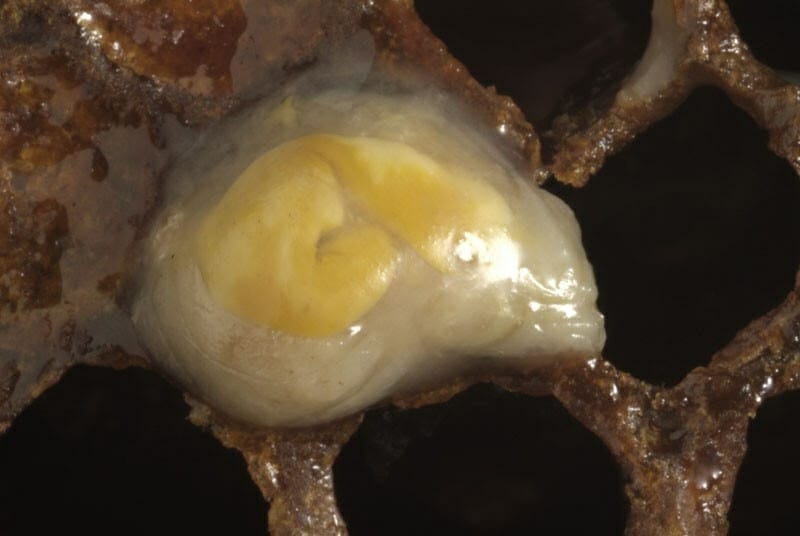 Closeup of larval gut.