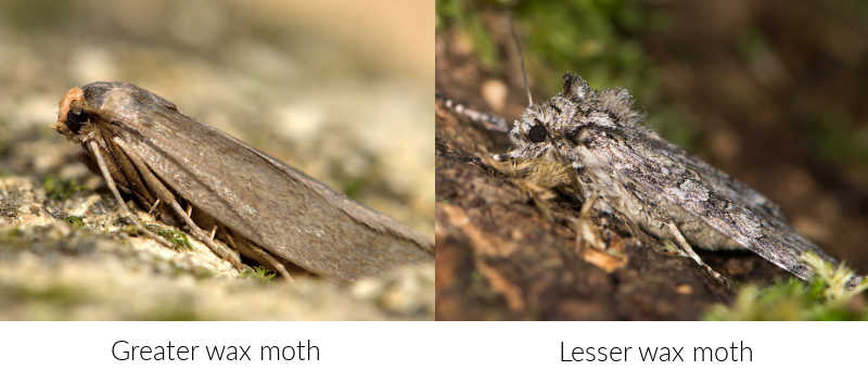 A side-by-side comparison of the greater and lesser wax moths.