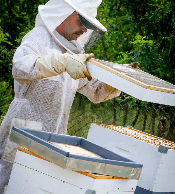 A beekeeper lifting the lid off a Langstroth hive