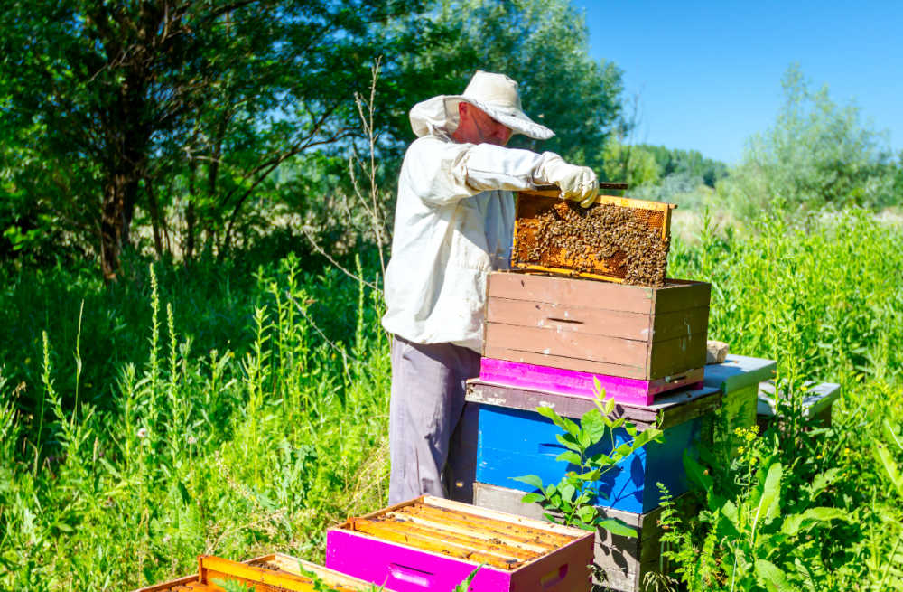 A beekeeper inspecting a hive for SHB