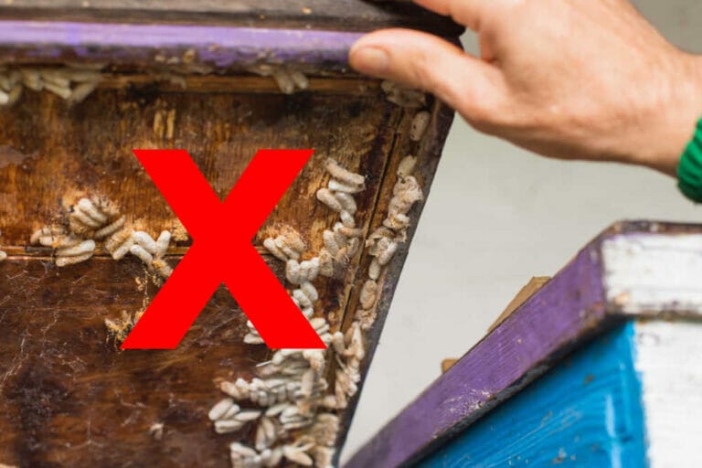 How To Prevent Wax Moths [In Hives And Storage]