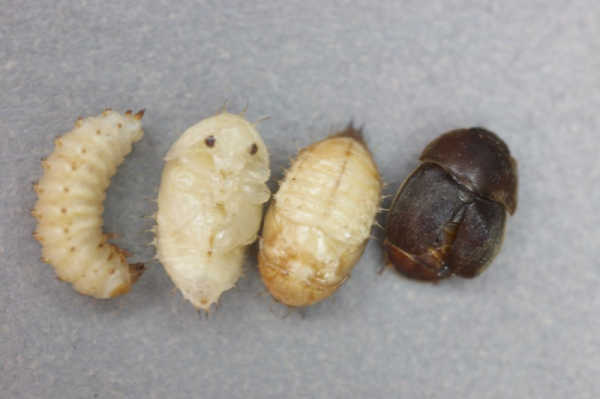 Top down image of a beetle, larva, and pupa.