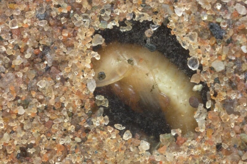 Closeup of SHB pupa burrowing into the sand