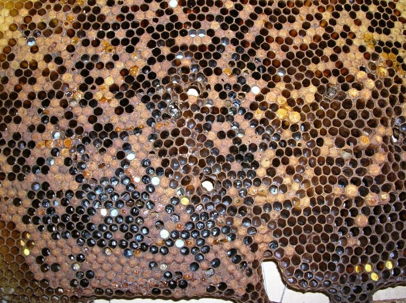 A hive with severe EFB.