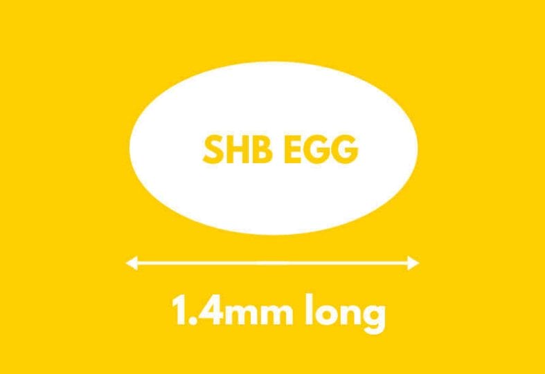 Illustrating the size of a SHB egg