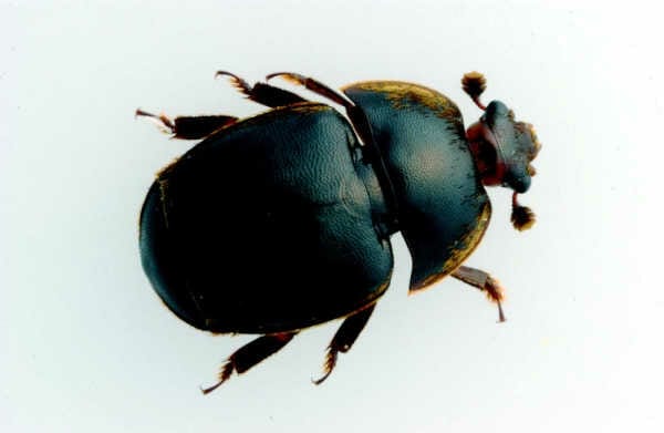 Closeup image of a small hive beetle on white background