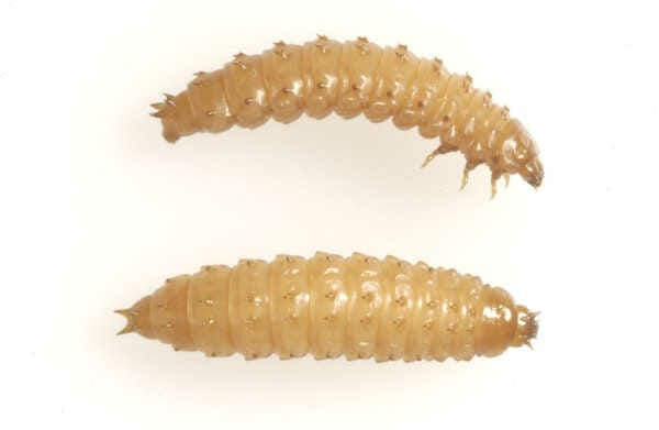 Top down and side on shots of a small hive beetle larva
