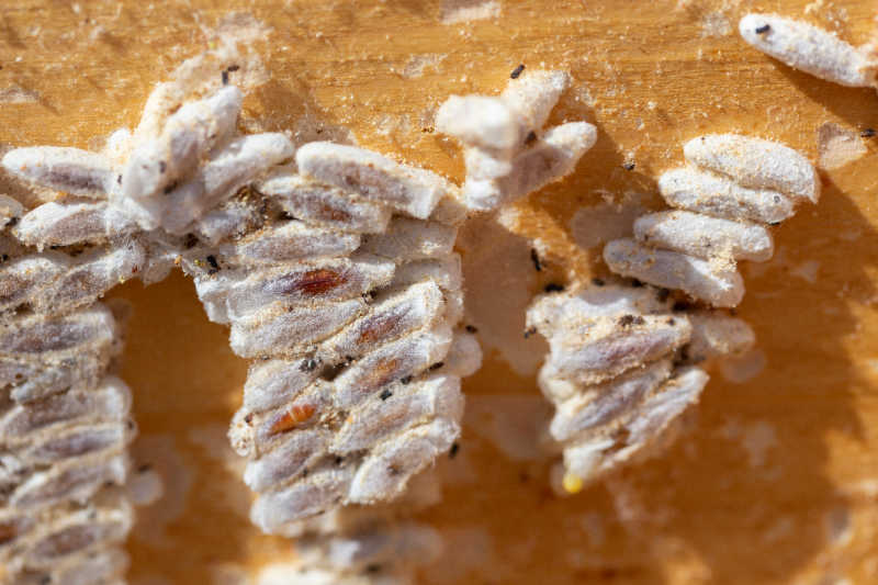 White cocoons of wax moths in a hive