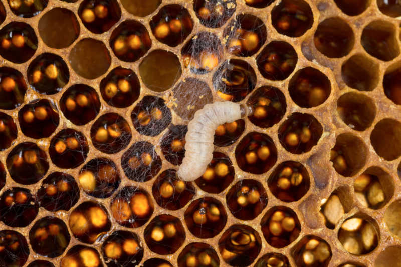 Closeup of a wax moth larva on comb