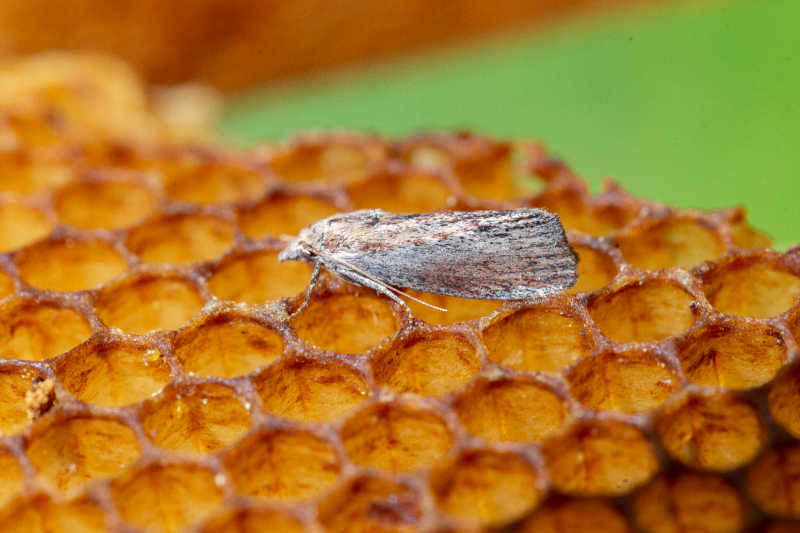 Closeup of a wax moth on comb