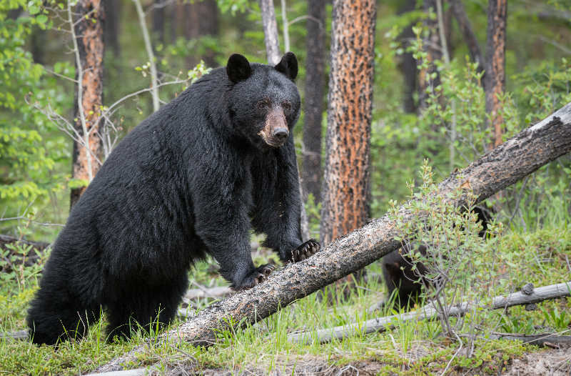 A black bear in the forest leaning against a fallen tree.