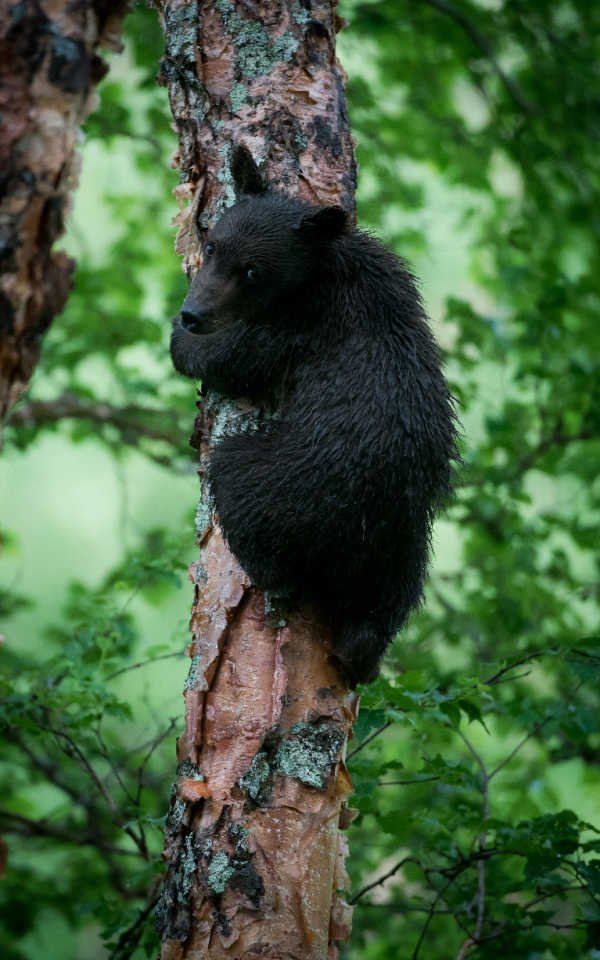 A young black bear climbing a tree