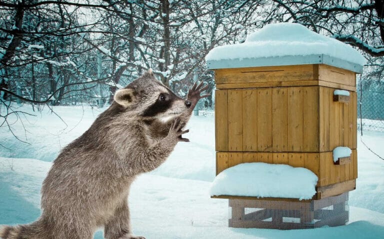 Do Racoons Eat Bees? How To Keep Them Out