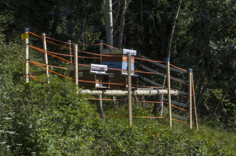 Beehives surrounded by electric fences used to deter bears.
