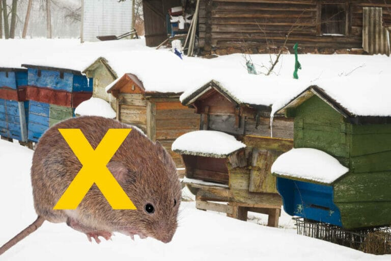 How To Keep Mice Out Of The Hive [Tested Solutions]