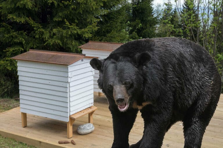 How To Keep Bears Out Of Hives [11 Ways]