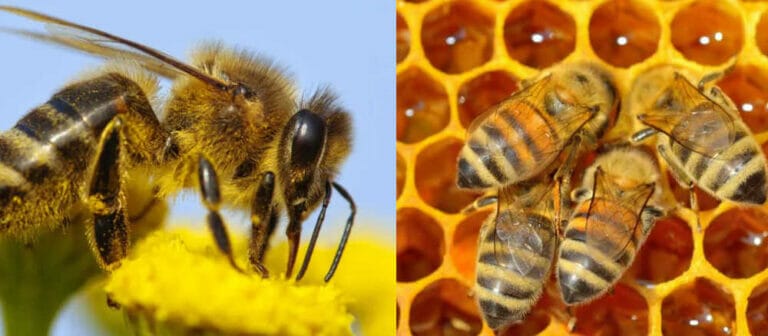 Russian Bees Vs. Italian Bees – Comparison Guide