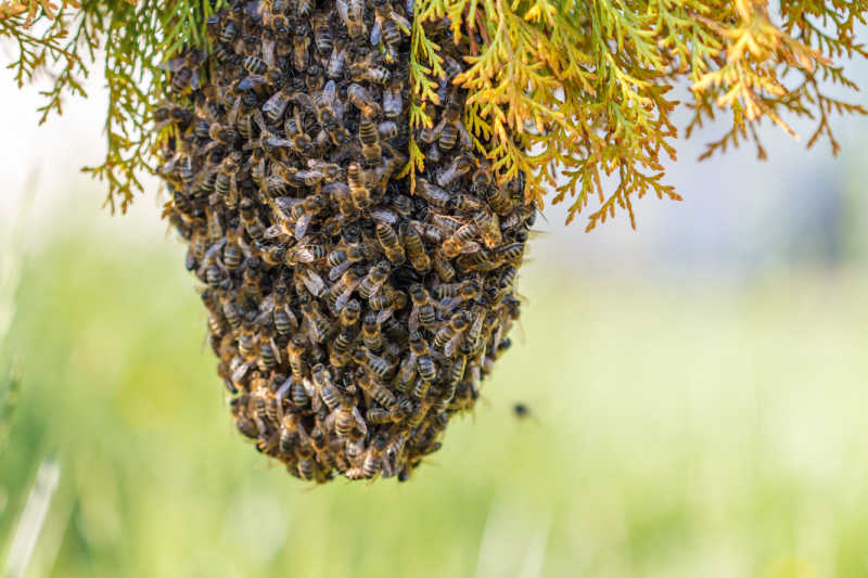 A swarm of Italian bees with a blurred grassy meadow in the background.