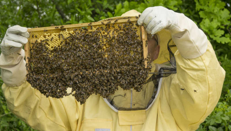 A beekeeper holding a frame loaded with a lot of bees