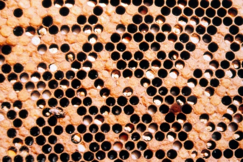A top-down image of brood with chalkbrood