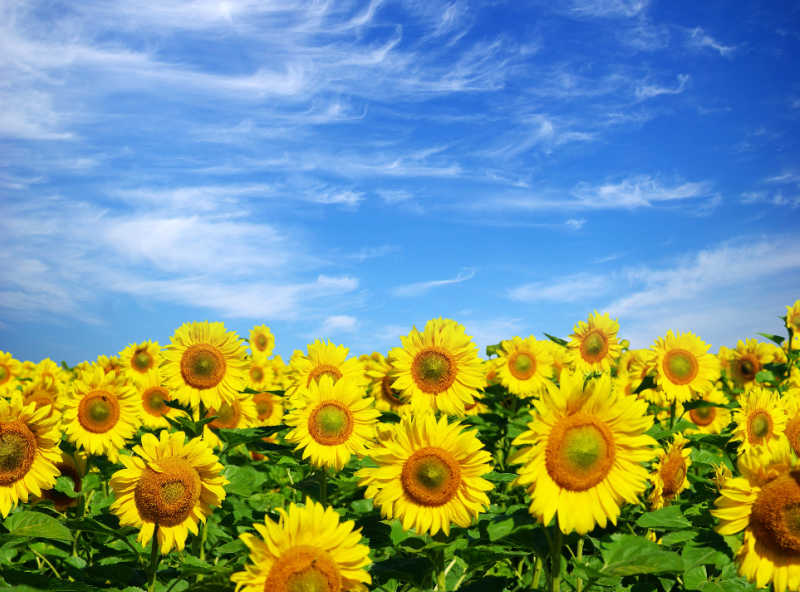 Closeup of yellow sunflowers with blue sky in the background
