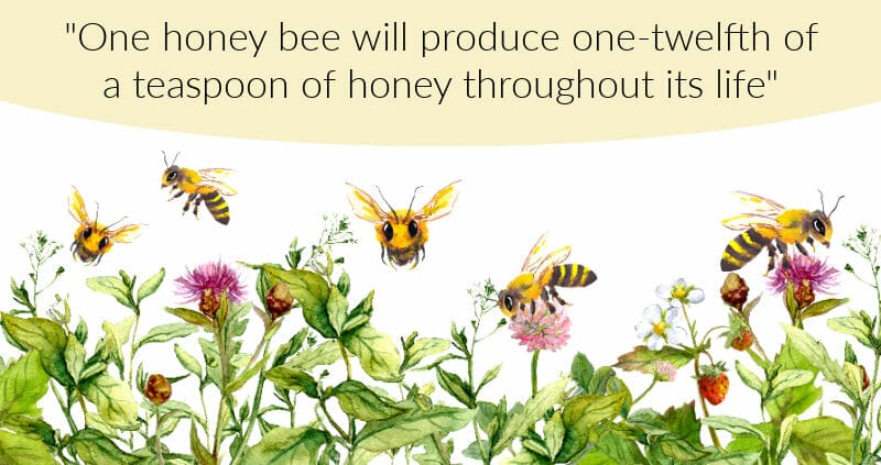 An infographic explaining how much honey a bee makes in its lifetime