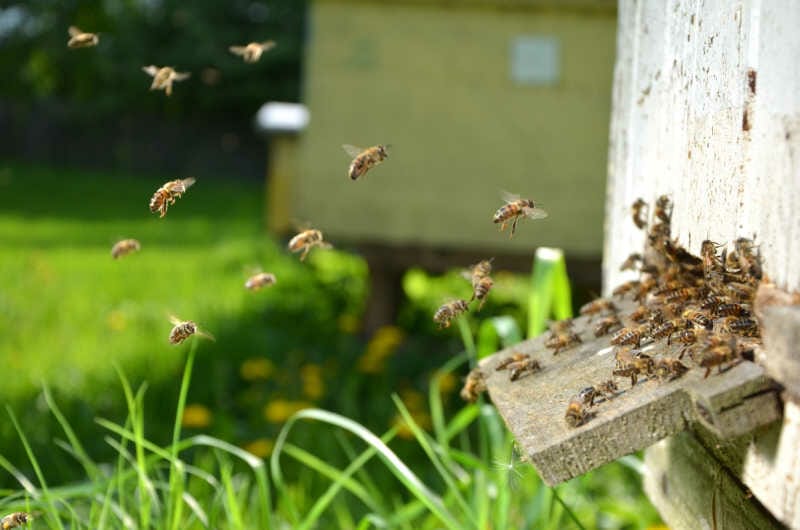 Close up image of bees entering a busy hive.