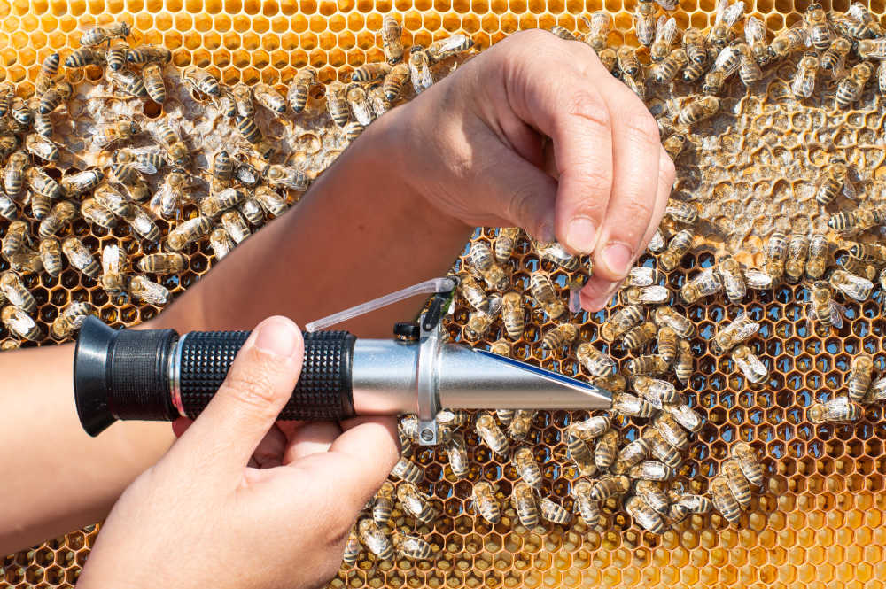 Holding a honey refractometer in front of a frame of honey