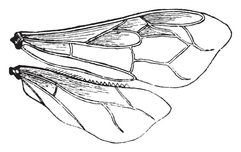 Illustration of the wings of a honey bee.