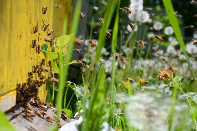 An image of a beehive entrance with forager bees returning with nectar and pollen.