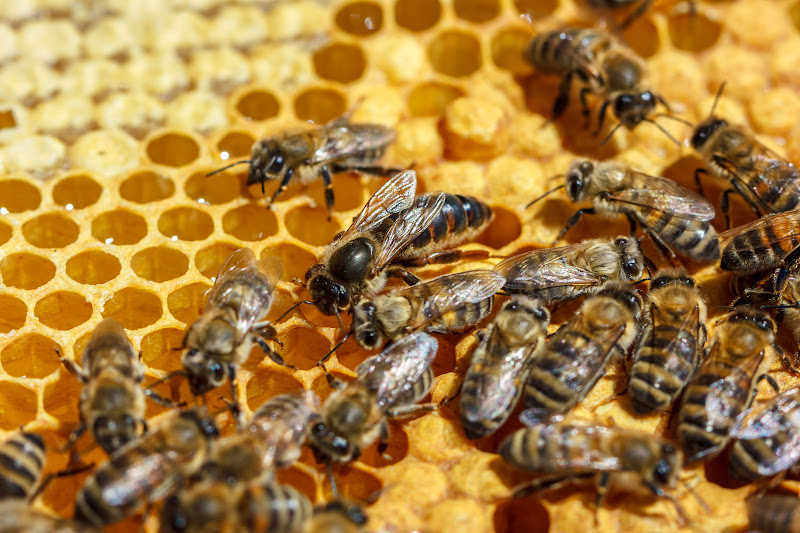 A queen bee on comb surrounded by worker bees.