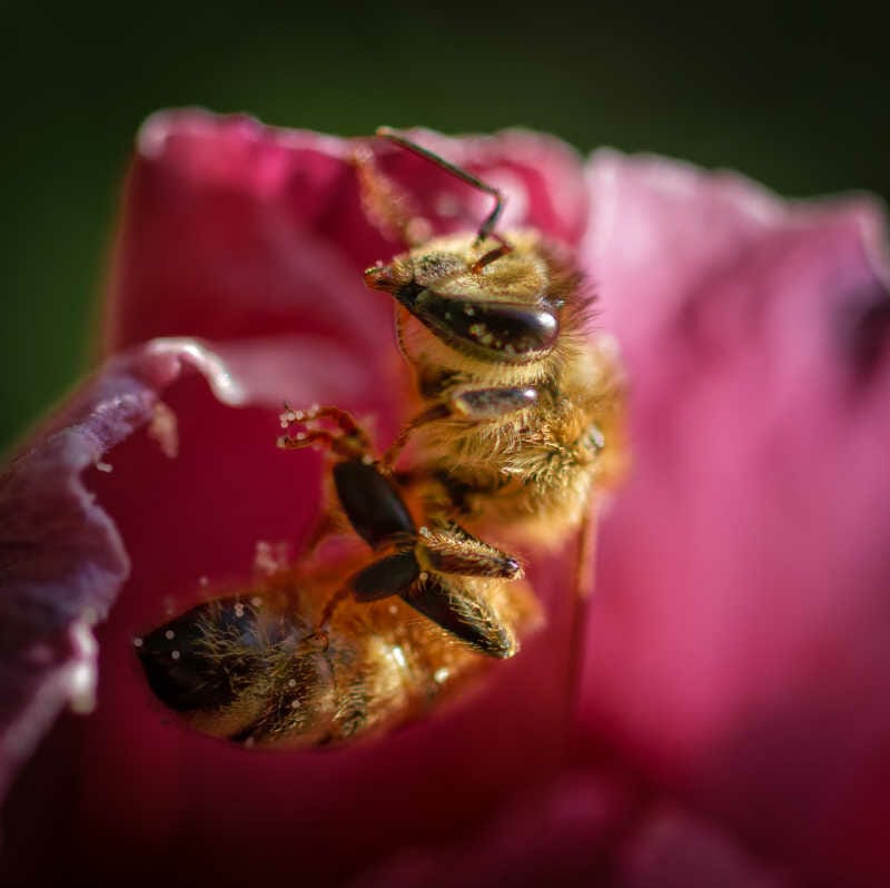 Macro shot of a honey bee sleeping in a flower petal