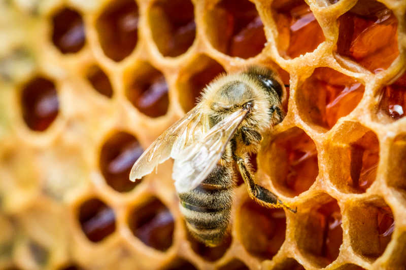 A worker bee checking uncapped honey