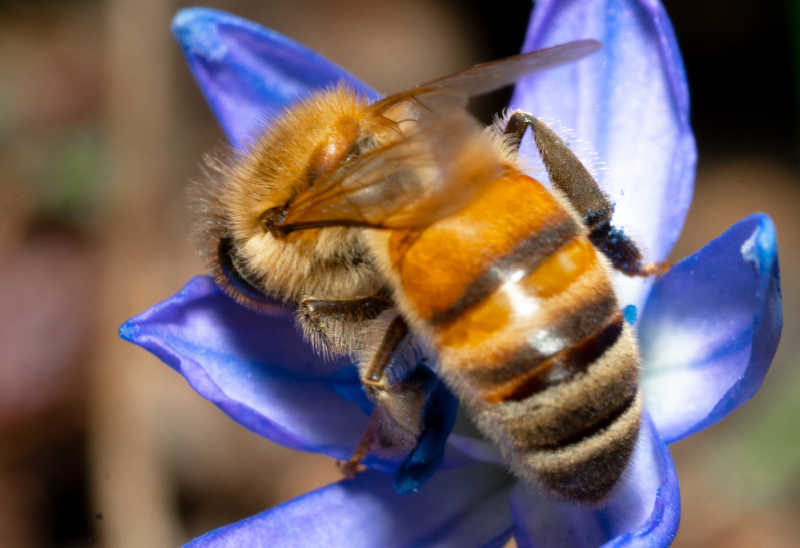 Western honey bee on a purple flower (Apis Mellifera)