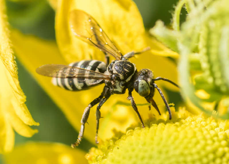 Closeup of Black and white Cuckoo Bee (Epeolini) on a yellow flower