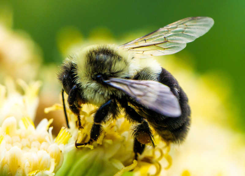 Macro of bumble bee or Bombus bimaculatus