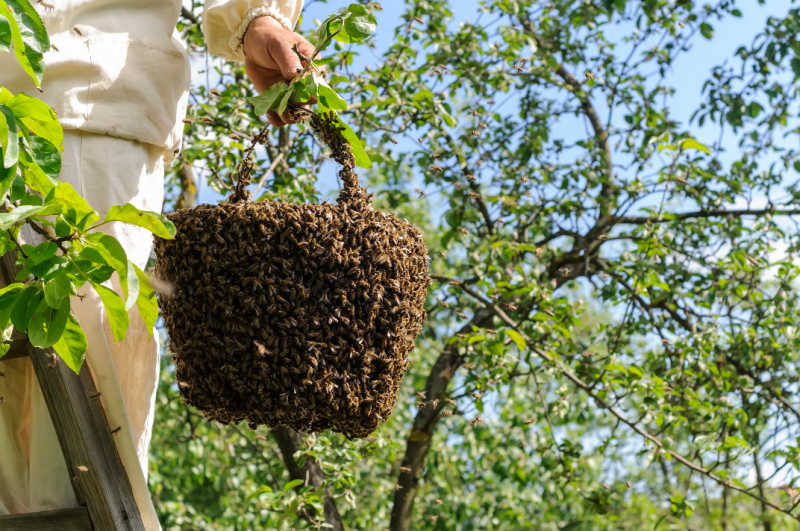 A beekeeper collecting a swarm of bees with trees in the background