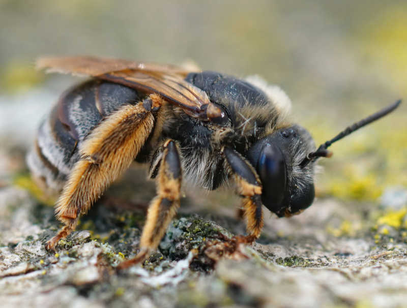 Macro shot of Eucera bee