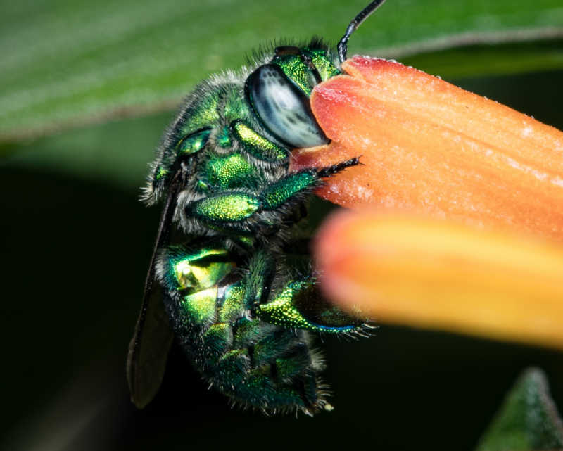A closeup of a green orchid bee