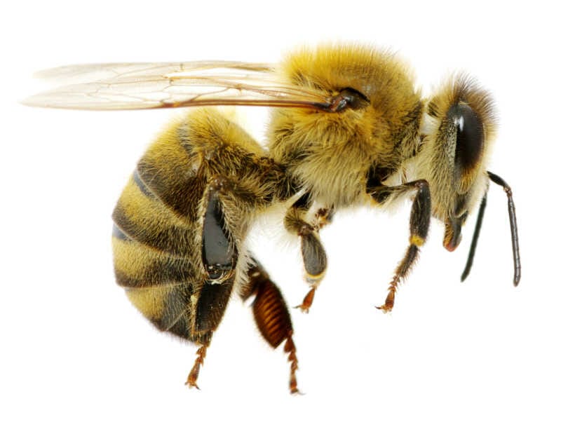 Closeup photograph of a honey bee on white background